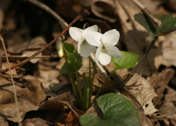 Weißes Veilchen (Viola alba) - © Emanuel Trummer